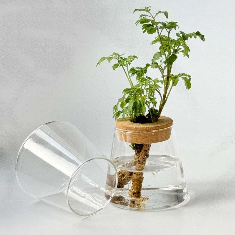 Vaso Decorativo de Vidro Hidropônico Vulcânico | Henry